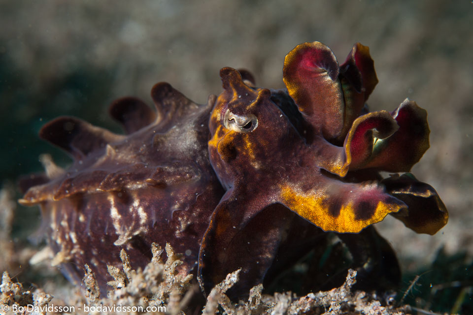 BD-140325-Dumaguete-3982-Metasepia-pferreri-(Hoyle.-1885)-[Flamboyant-cuttlefish].jpg